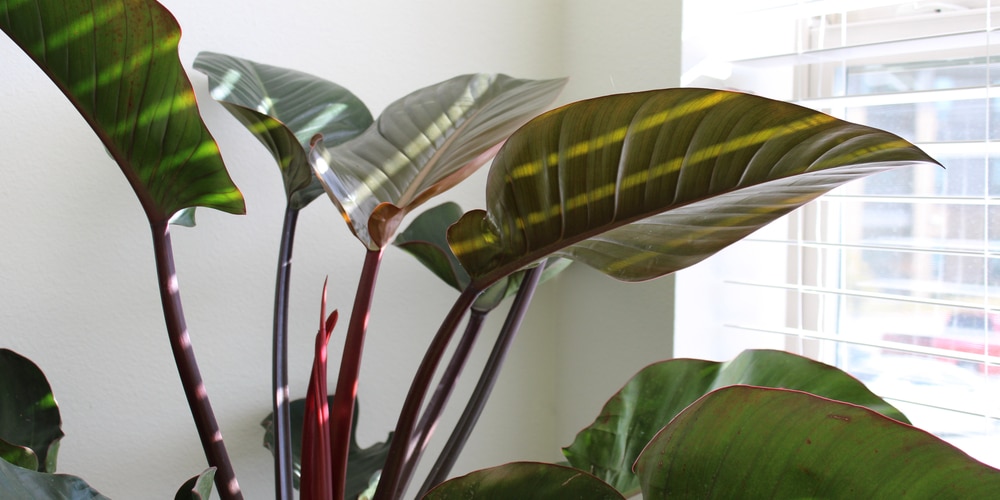 Philodendron Rojo Congo