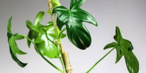 Philodendron Bipennifolium