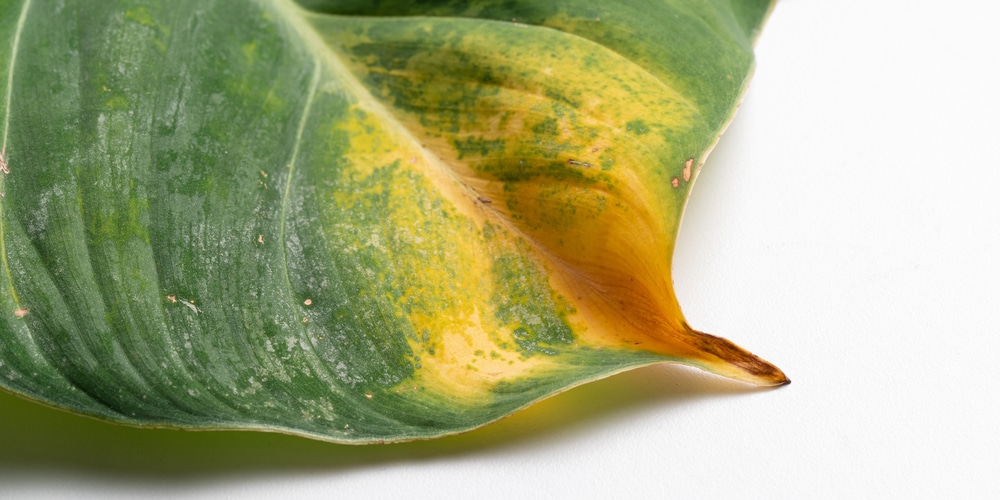 philodendron turning brown