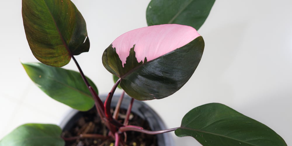 Pink Princess Philodendron