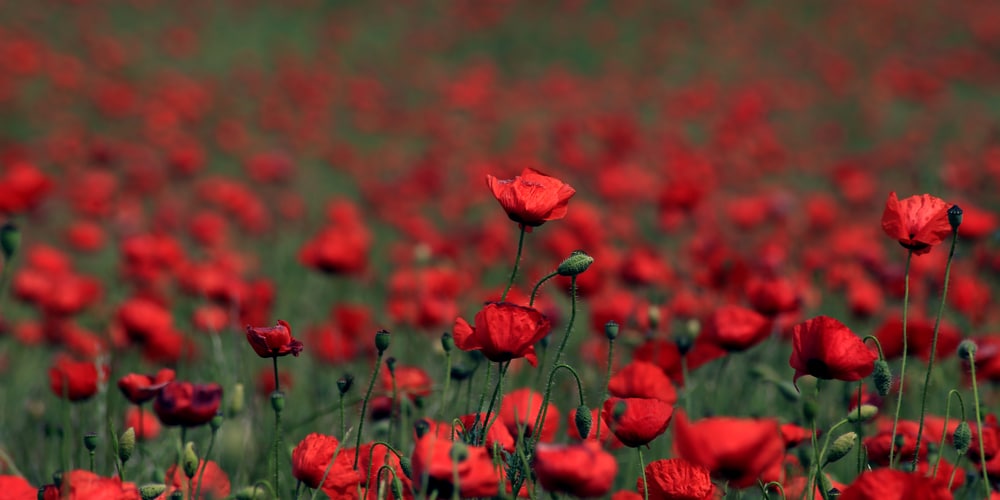 When to Plant Poppy Seeds Zone 6: Planting Tips 