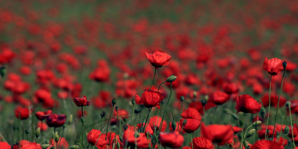 when do poppies bloom in michigan