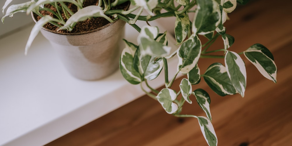 pothos n joy vs pearls and jade