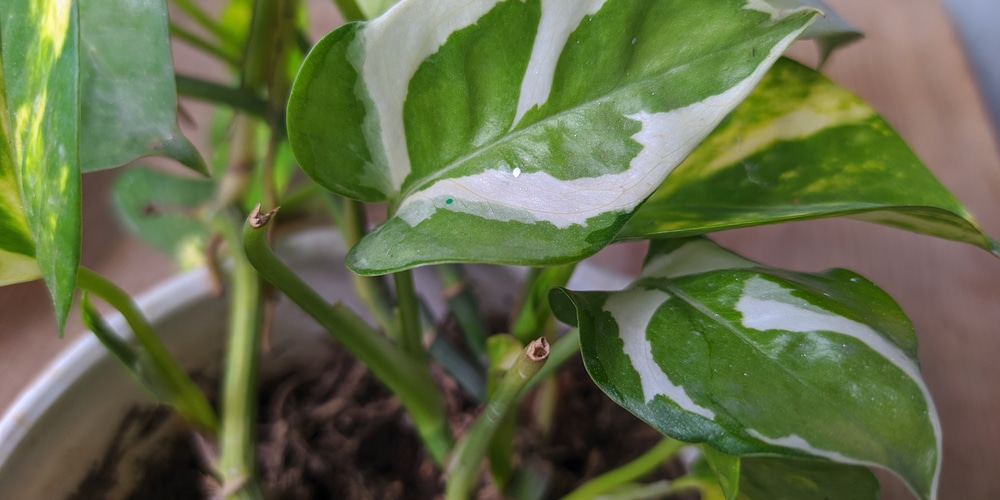 Pothos Roots