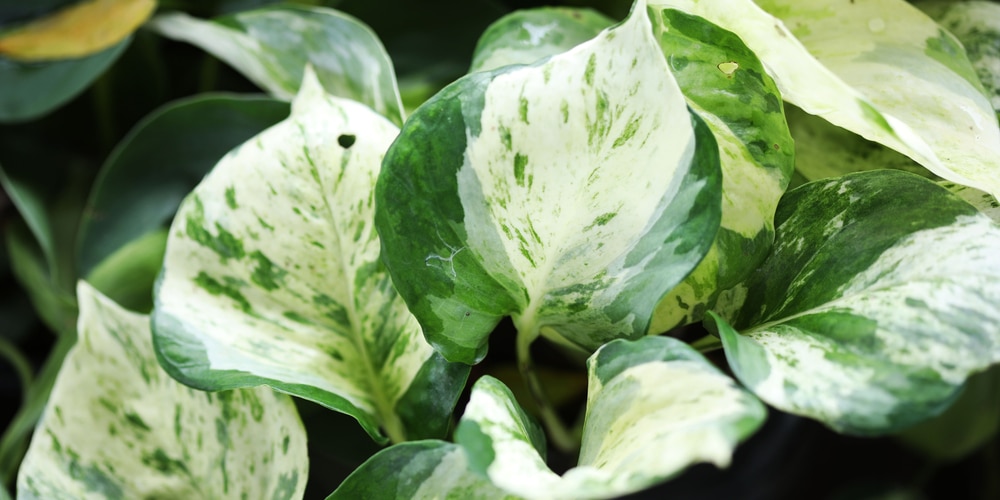 Pothos Pearls and Jade vs N'joy