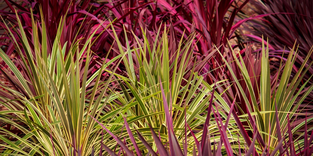 Rooster Tail (Cordyline) Growth and Care