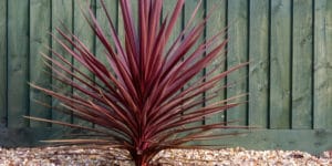 Rooster Tail (Cordyline) Growth and Care