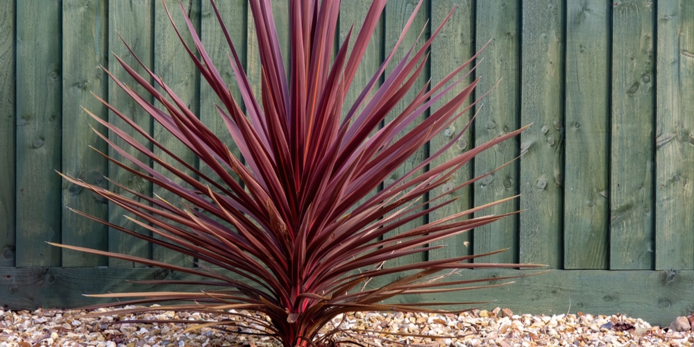 Rooster Tail (Cordyline) Growth and Care