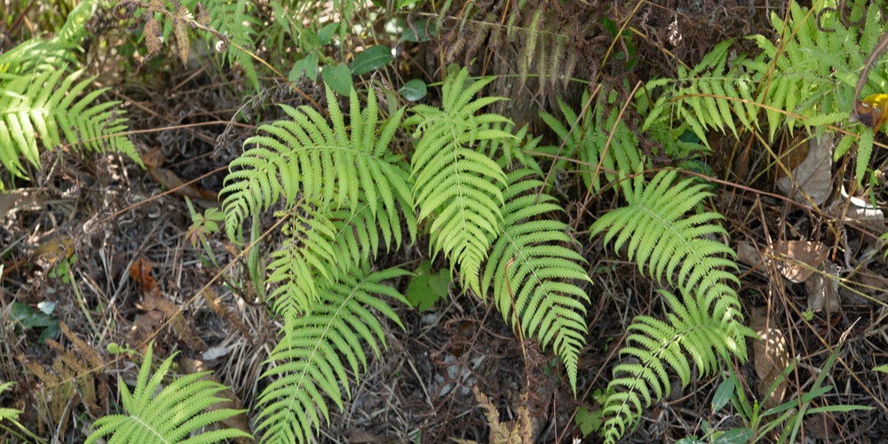 Southern Shield Fern G and C
