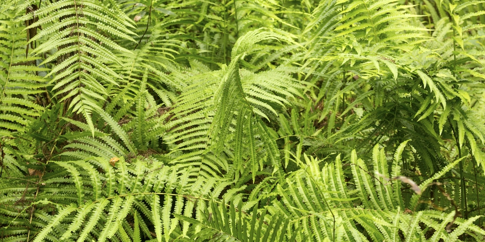 Ferns in Georgia