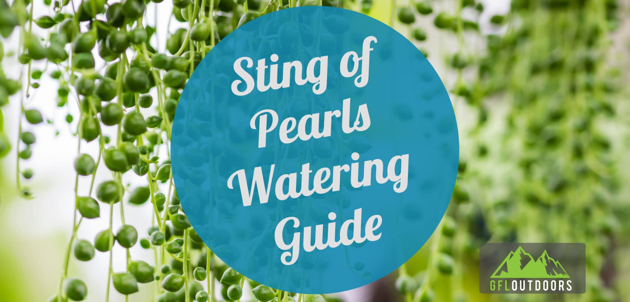 Overwatered and Underwatered String of Pearls [ID + How to Fix]