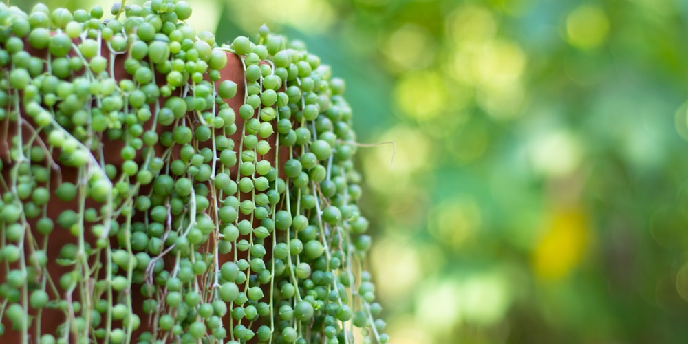 Blue String of Pearl Plants