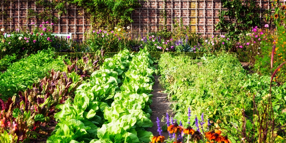 vegetable garden flies