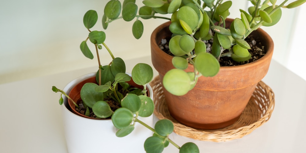 String of Coins Plant