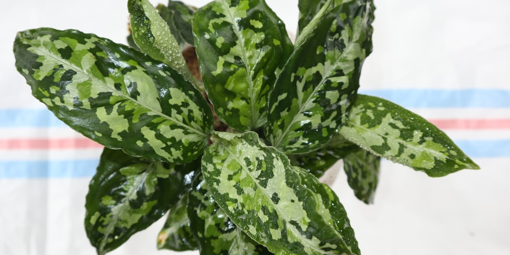 aglaonema pictum tricolor