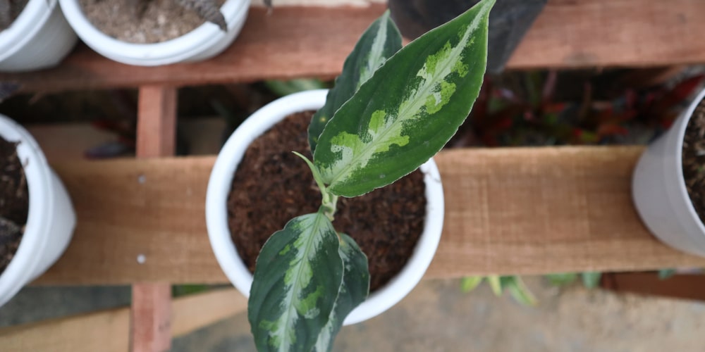 aglaonema pictum tricolor