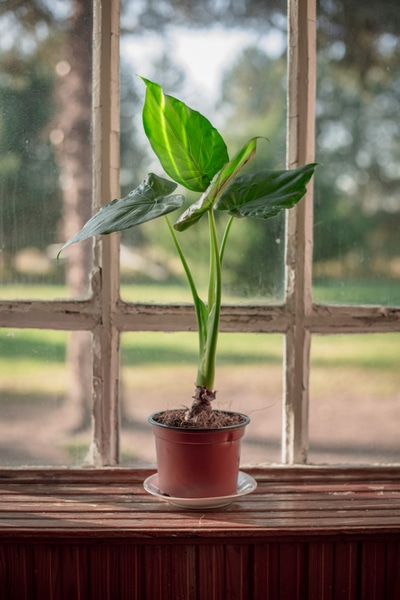 alocasia calidora Care