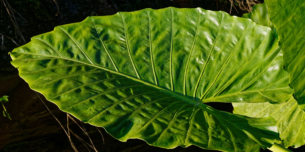 alocasia calidora