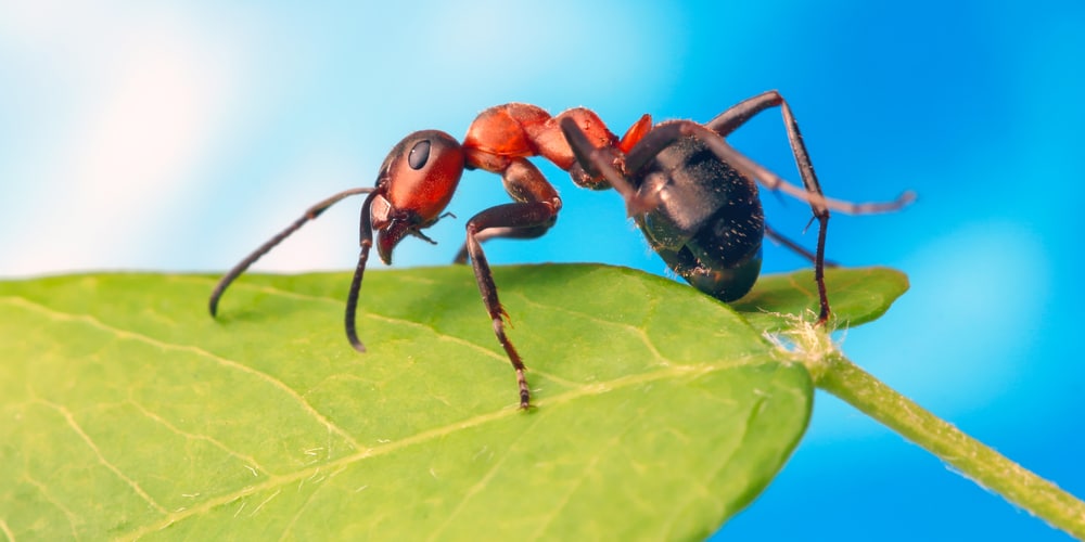 ants on pepper plants