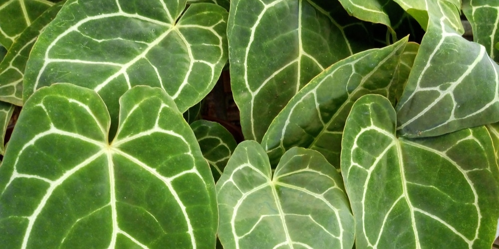 Anthurium crystallinum