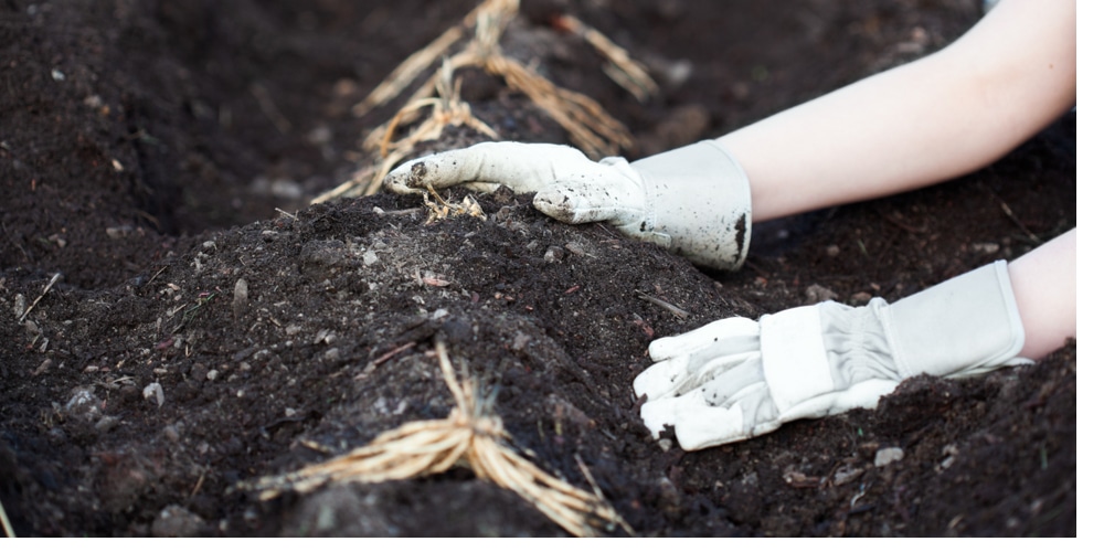 When To Plant Asparagus In Iowa