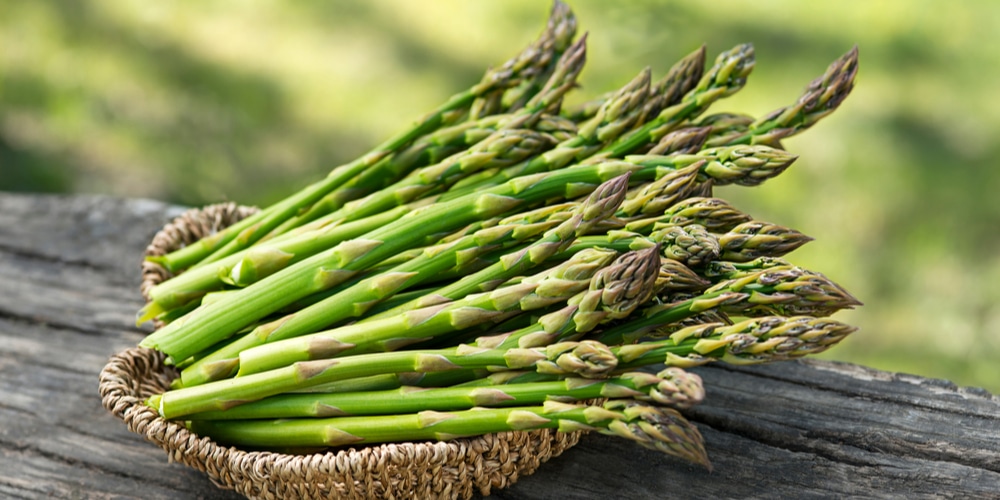 When To Plant Asparagus In Iowa