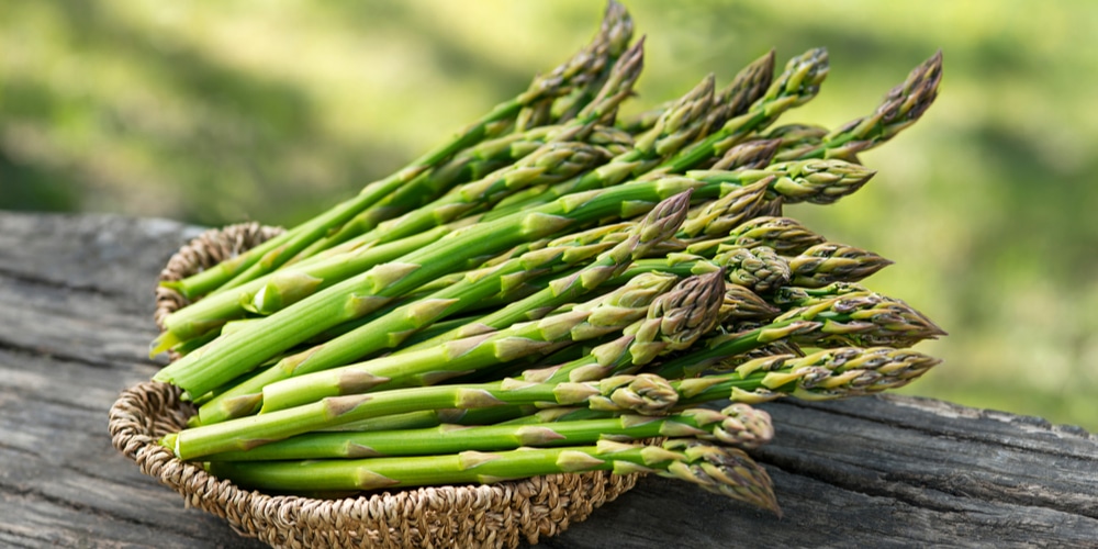 Asparagus Seedlings Falling Over