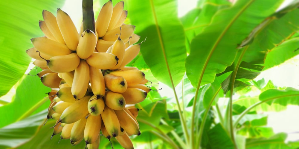 Banana Trees in Arizona