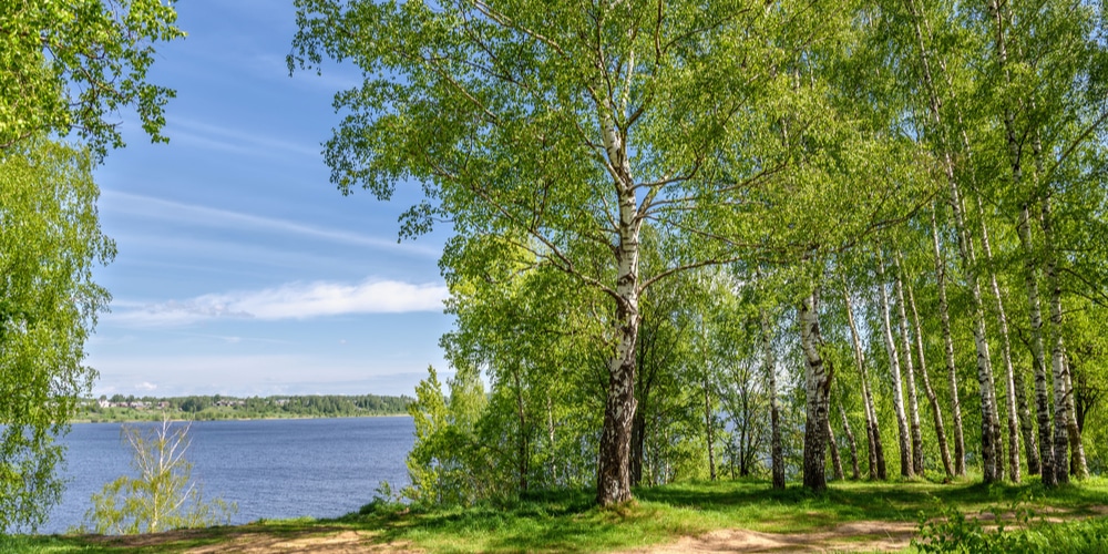 birch trees in oklahoma