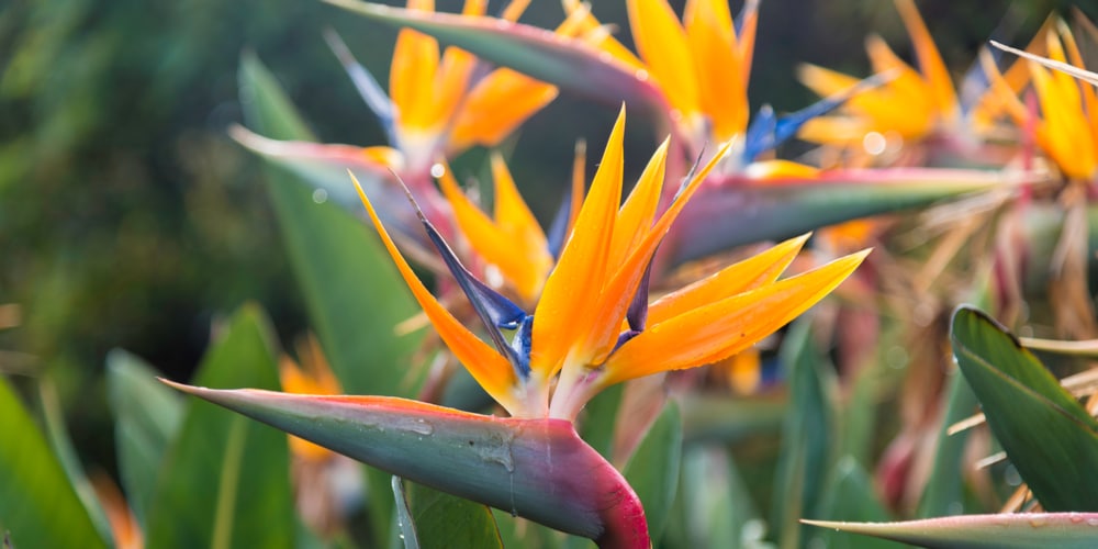 bird of paradise leaves curling