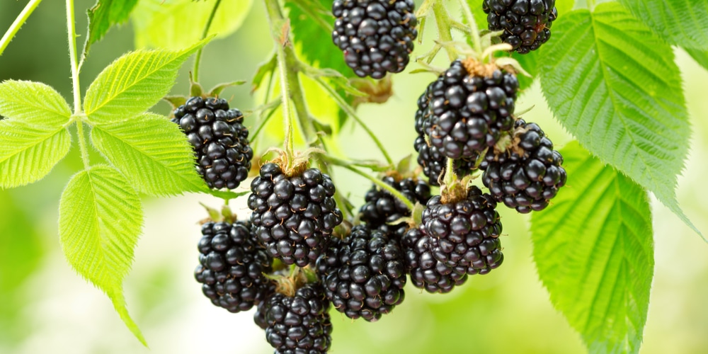 Can you grow blackberries in south Florida