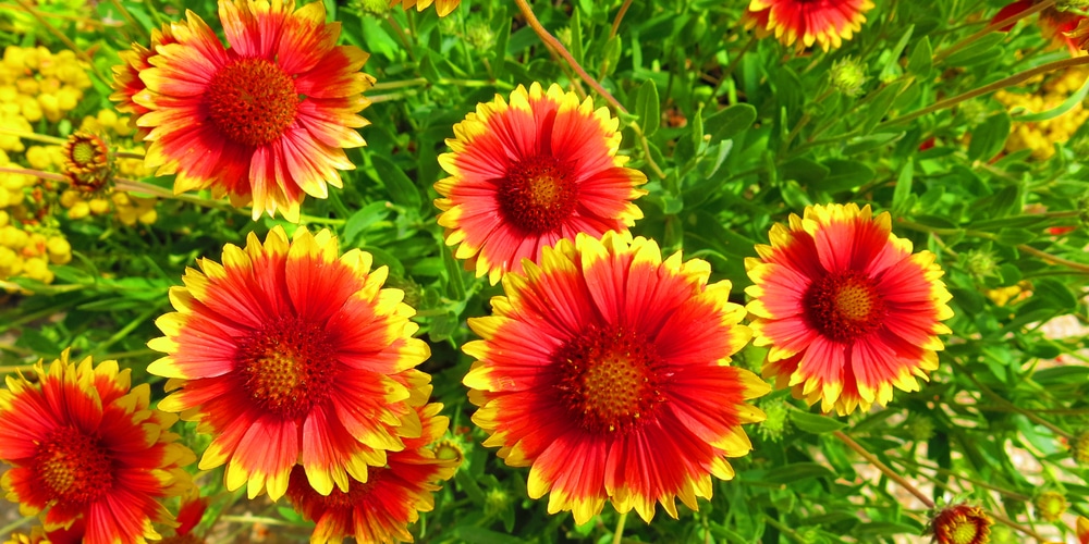 Blanket Flower