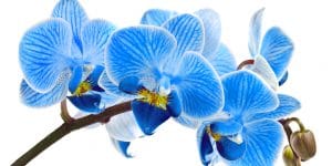 Blue orchid