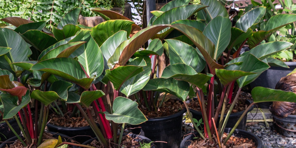 Blushing Philodendron 