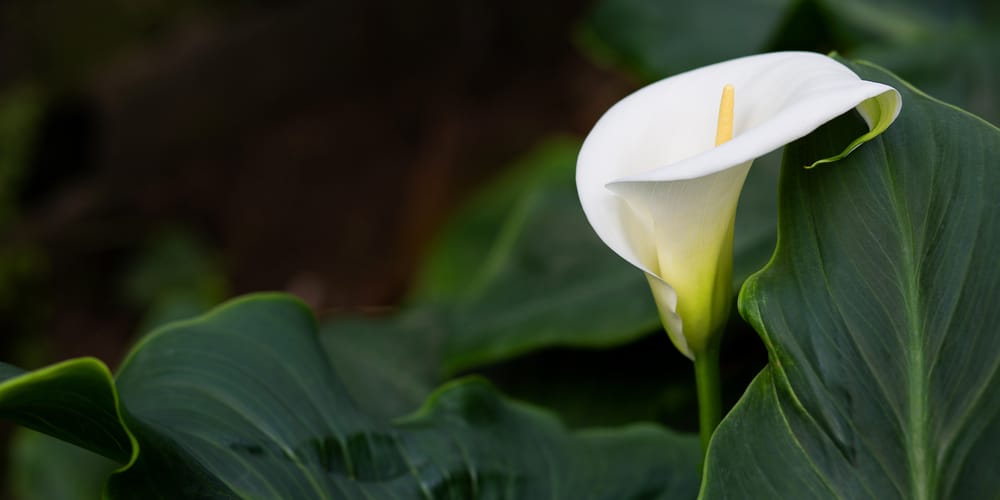 Calla Lily Yellowing Leaves