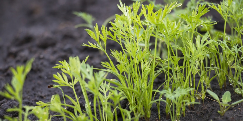 Do You Need To Thin Carrot Seedlings