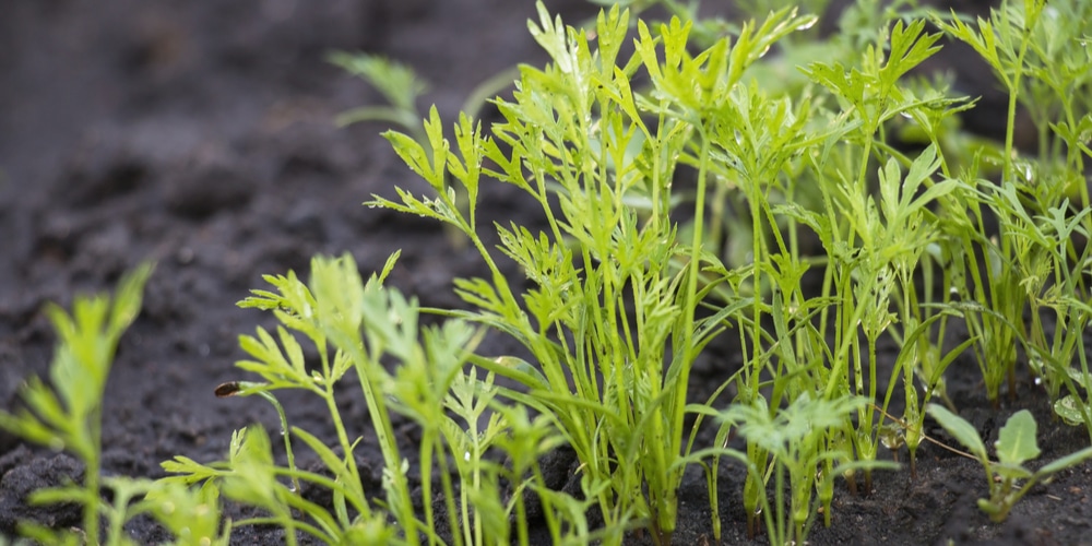 how deep do carrots grow