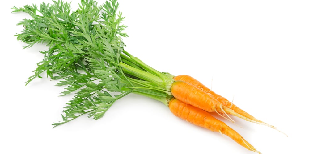 When To Plant Carrots in Kentucky