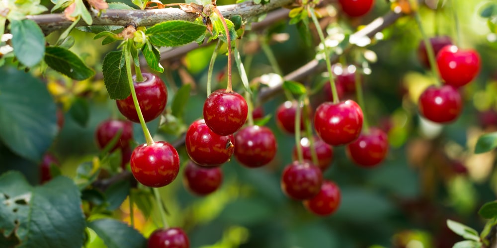 fruit trees in ct