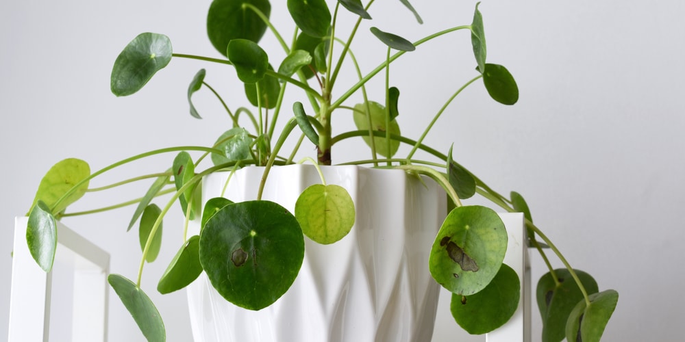  chinese money plant leaves curling inwards