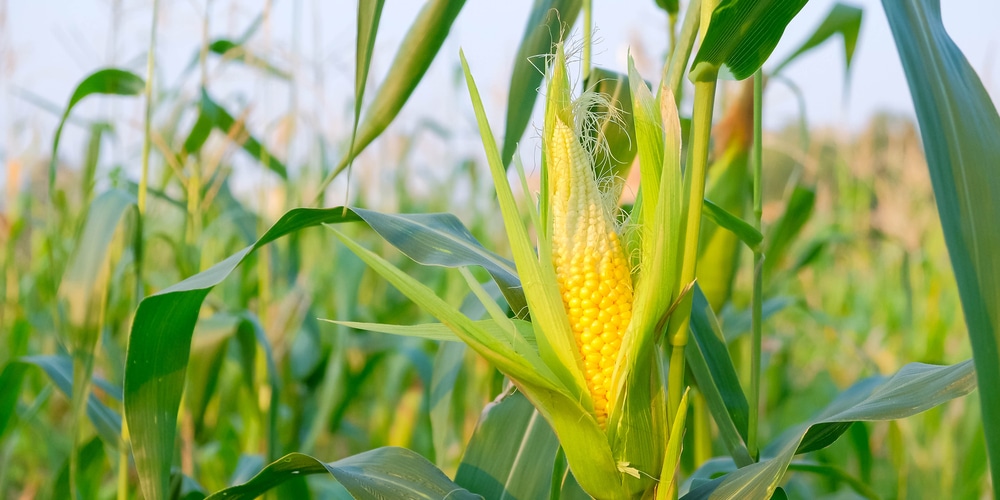 picking corn too early