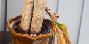 How to Save a Dying Corn Plant?
