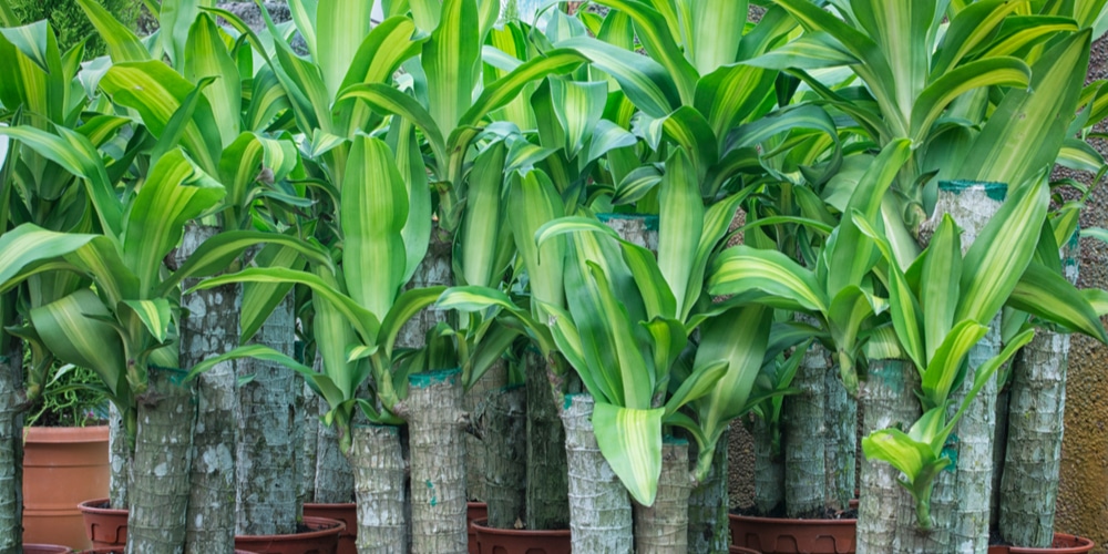 Plants that Look Like Corn But Isn't