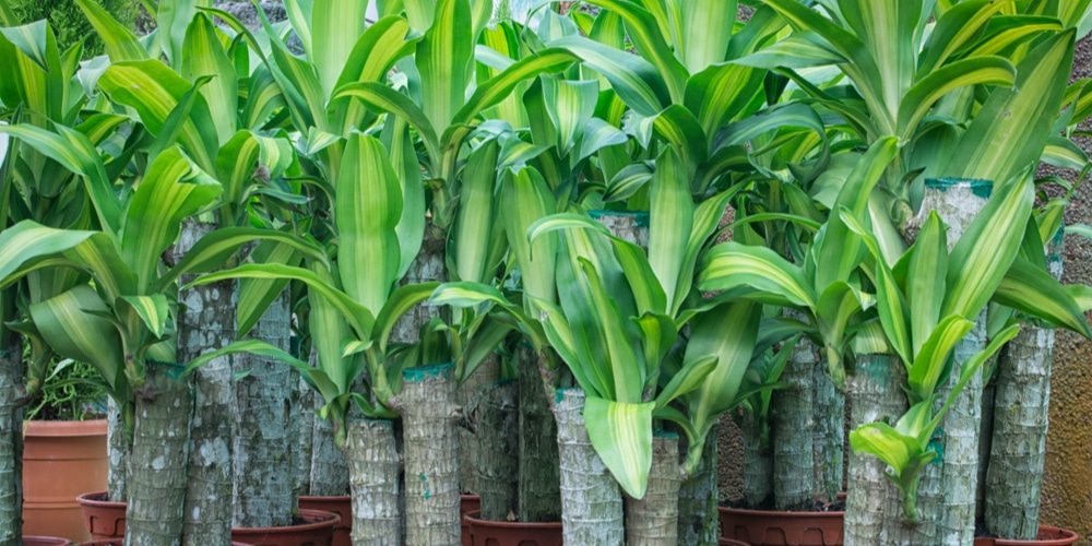 Plants that Look Like Corn But Isnt