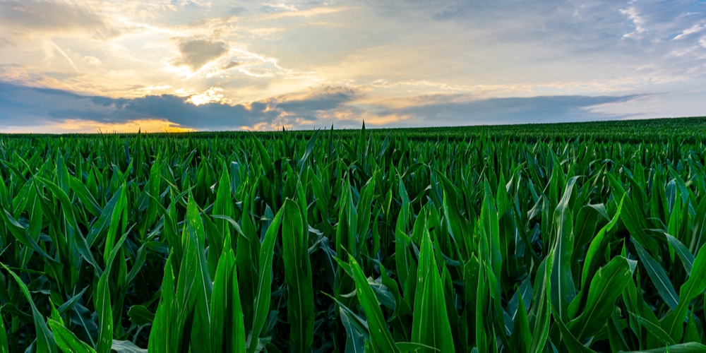 when to plant corn in washington state