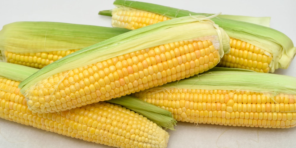 Is Corn Man Made