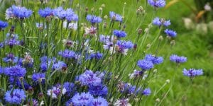 German Native Flowers