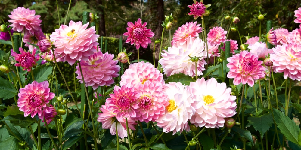 what is eating my dahlia leaves