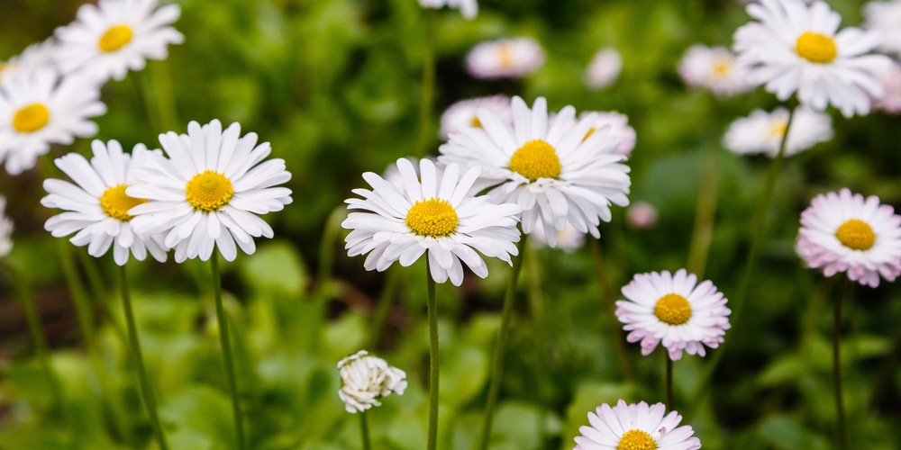 daisies in grass