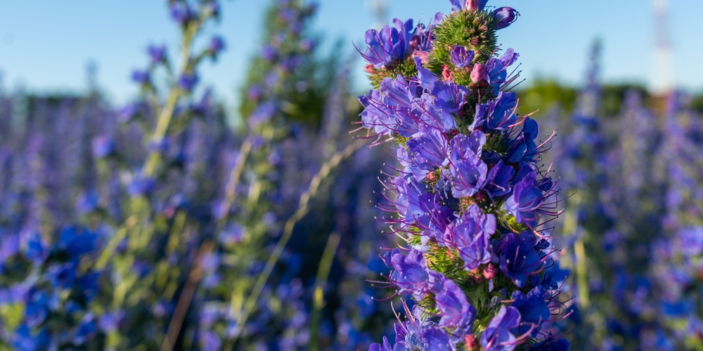 Flowers that start with e